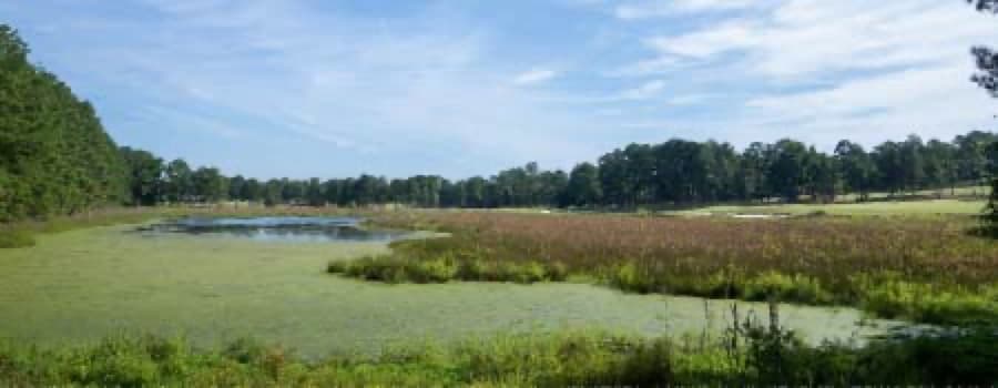 marsh on the quiet side of the resort