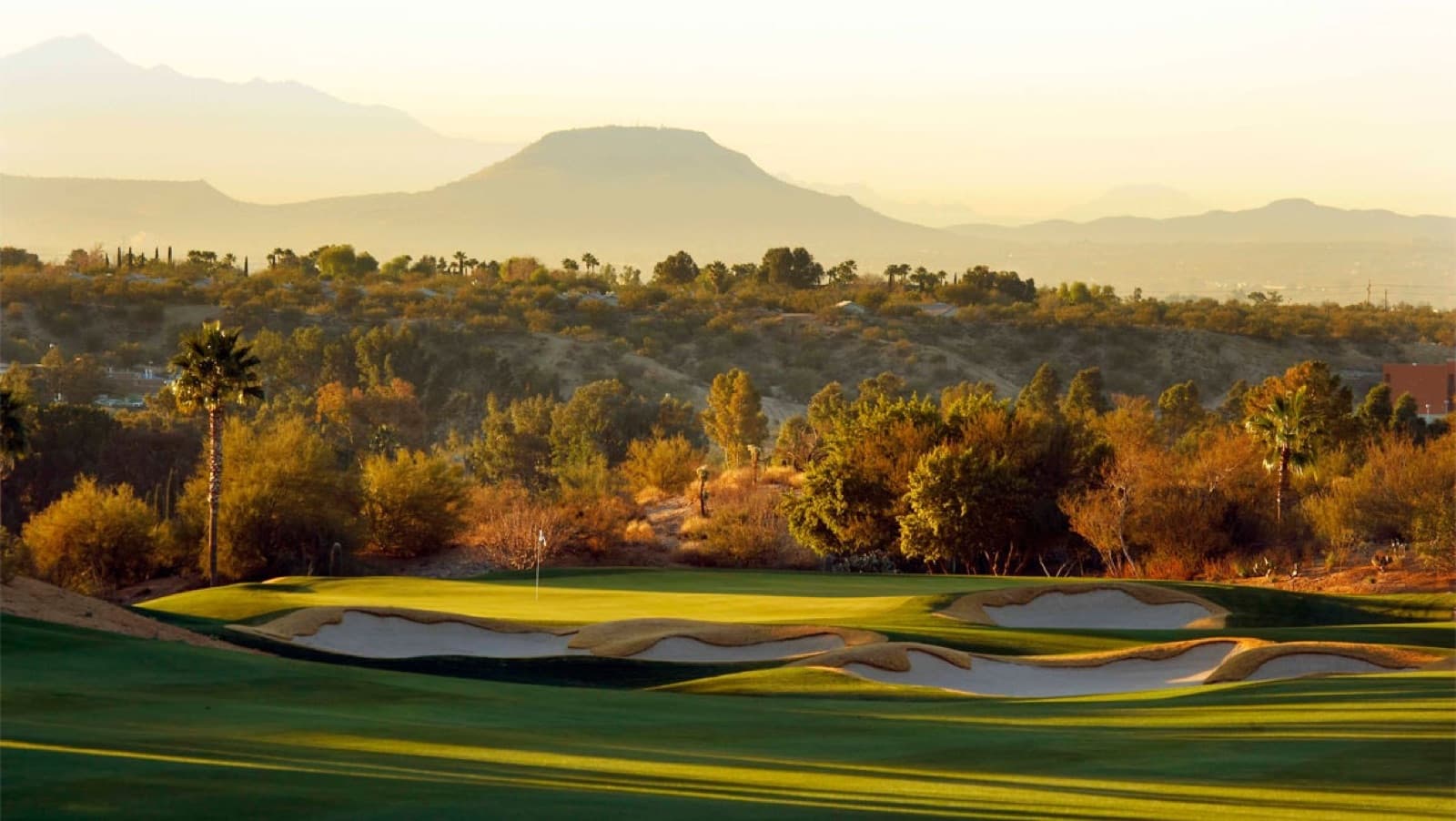 a desert green at golden hour on the Sonoran